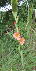 Gladiolus densiflorus