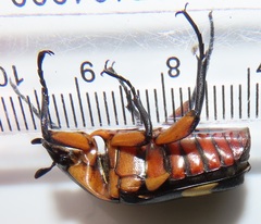 Pedinorrhina plana