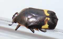 Pedinorrhina plana