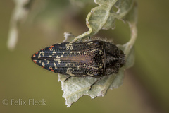 Acmaeodera mudgei