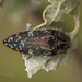 Acmaeodera mudgei - Photo 由 Felix Fleck 所上傳的 (c) Felix Fleck，保留部份權利CC BY-NC
