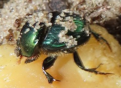 Proagoderus aureiceps