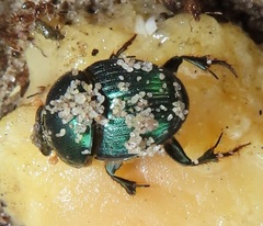Proagoderus aureiceps