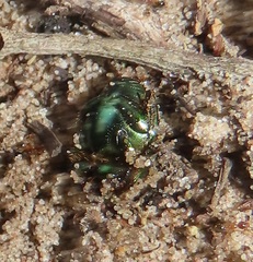 Proagoderus aureiceps
