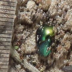 Proagoderus aureiceps