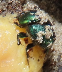 Proagoderus aureiceps