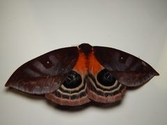 Automeris postalbida