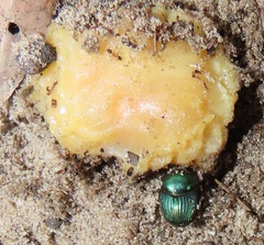 Proagoderus aureiceps