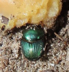Proagoderus aureiceps