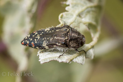 Acmaeodera mudgei