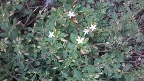 Bitter cumin (Glinus oppositifolius)