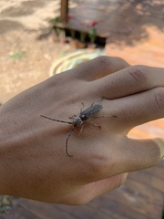 Gnaphalodes trachyderoides