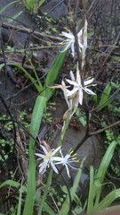 Chlorophytum borivilianum