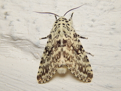 Lichnoptera