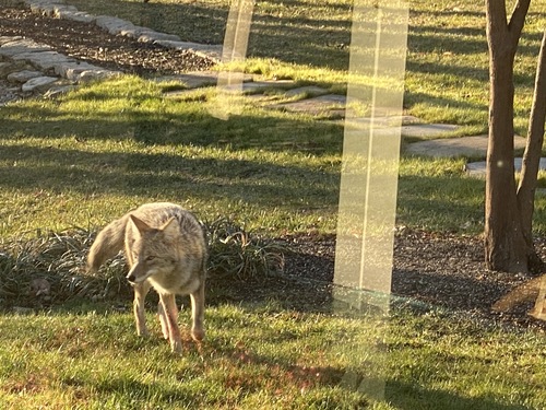 Coyote photographed in Kansas
