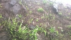 Chlorophytum borivilianum