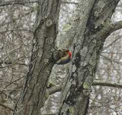 Melanerpes carolinus