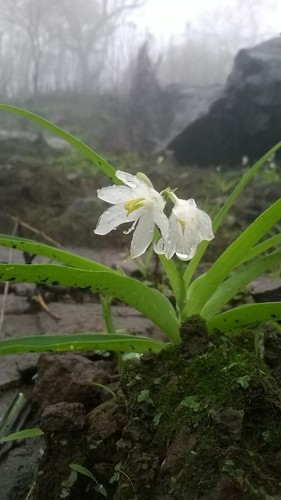 Musli (Chlorophytum tuberosum)