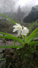 Chlorophytum tuberosum