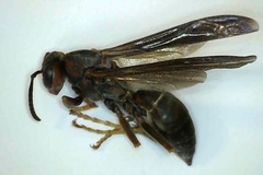 Polistes parametricus