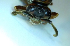 Polistes parametricus