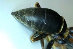 Polistes parametricus