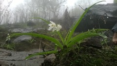Chlorophytum tuberosum