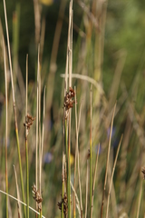 Juncus rigidus