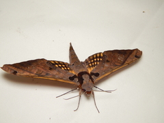 Adhemarius tigrina