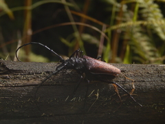 Psalidognathus friendii