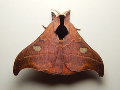 Hylesia nanus