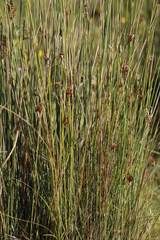 Juncus rigidus