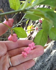 Euonymus bungeanus