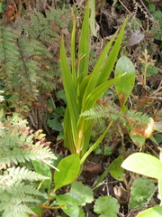 Pterostylis cardiostigma