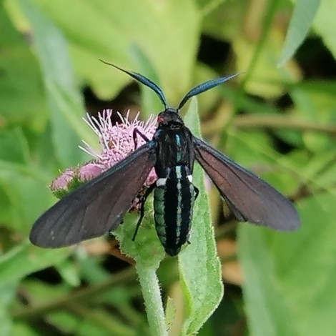 Antichloris chloroplegia