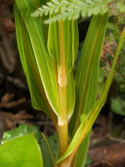 Pterostylis cardiostigma