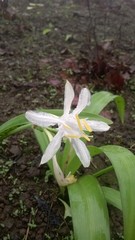 Pancratium parvum
