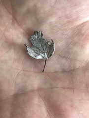 Viburnum opulus americanum