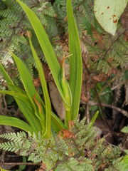 Pterostylis cardiostigma