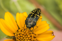 Acmaeodera flavopicta