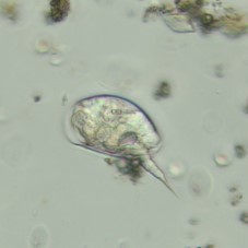 Colurella