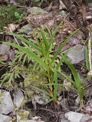 Pterostylis cardiostigma