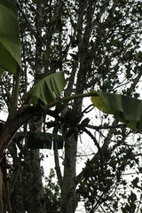 Musa × paradisiaca