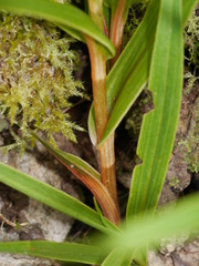 Pterostylis cardiostigma