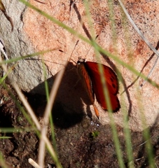 Lycaena clarki