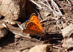 Lycaena clarki