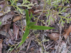 Pterostylis cardiostigma