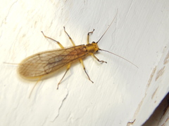 Anacroneuria