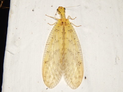 Chloronia
