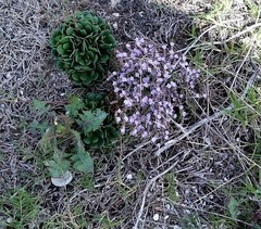 Limonium hyblaeum